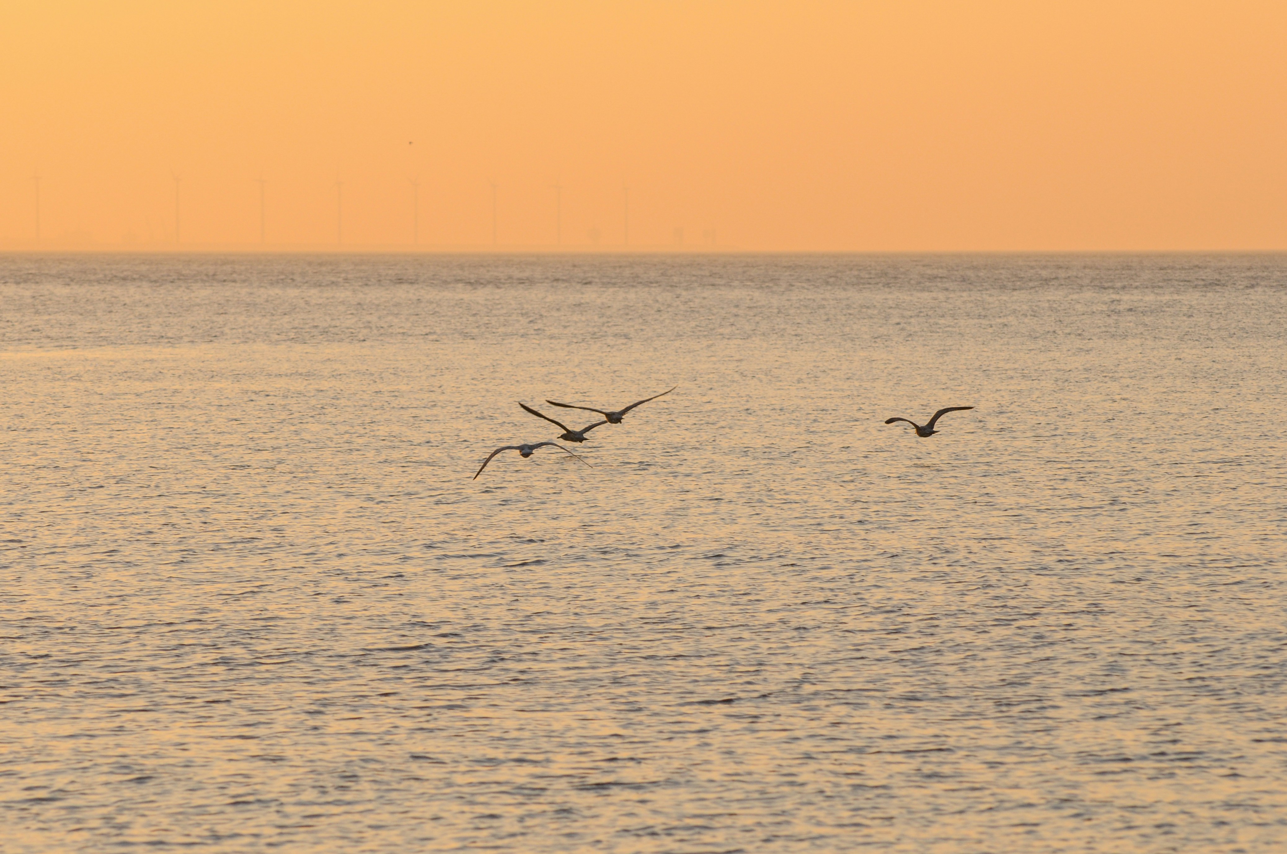 Free Unsplash photo from Timo Vijn