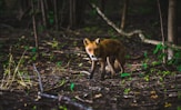 shallow focus photography of brown animal
