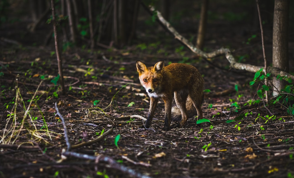 Photographie à mise au point peu profonde d’un animal brun