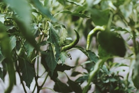 Green chili peppers are growing among lush, green leaves, creating a natural and organic atmosphere. The focus is on the peppers, with leaves slightly blurred in the foreground and background, emphasizing the growth and freshness of the plants.