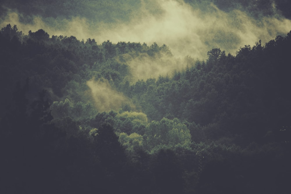 aerial photography of foggy mountain