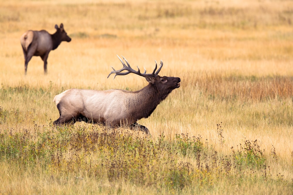 brown and black deer running on grassland