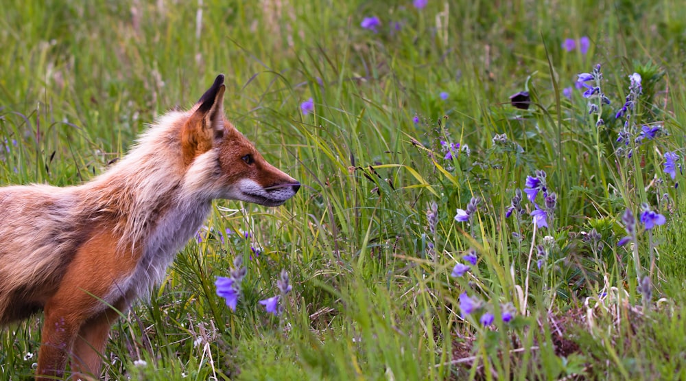 red fox beside lavender flowers