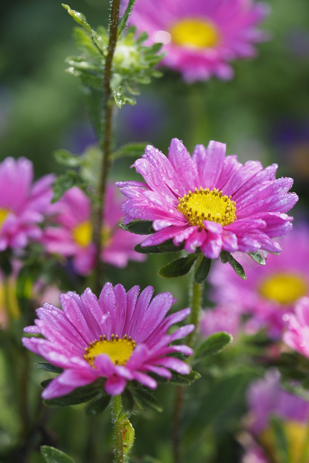 Photographie bokeh de deux marguerites violettes