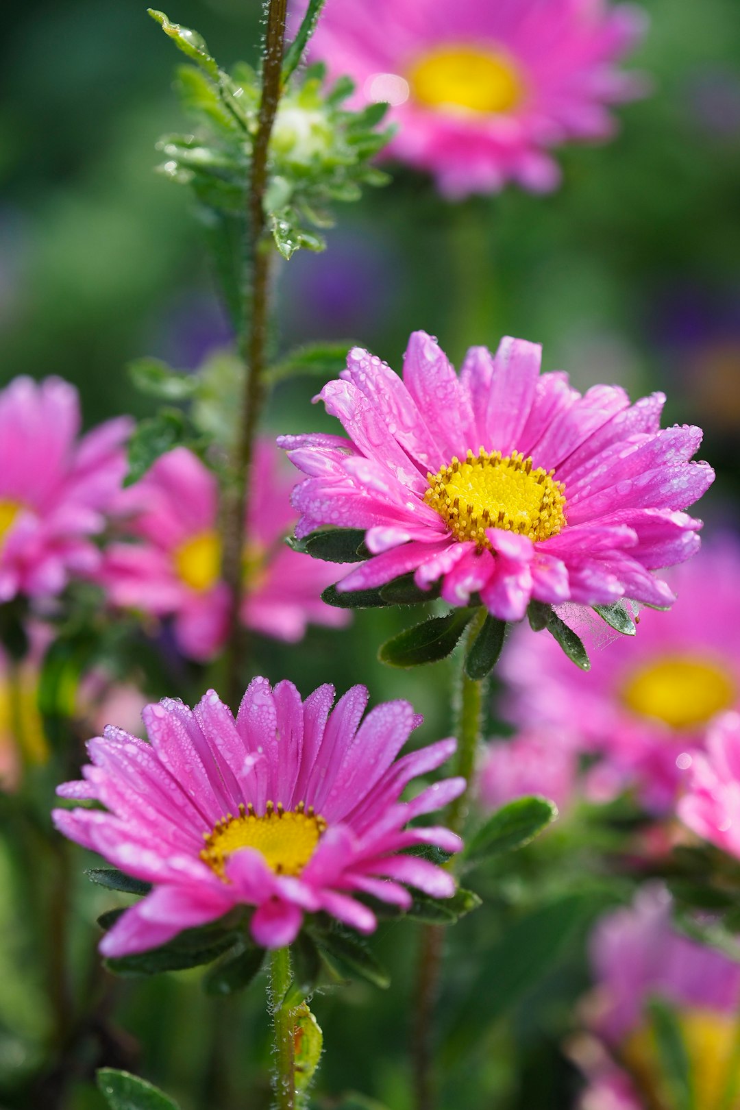 bokeh photography of two purple daisies
