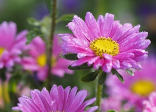 bokeh photography of two purple daisies