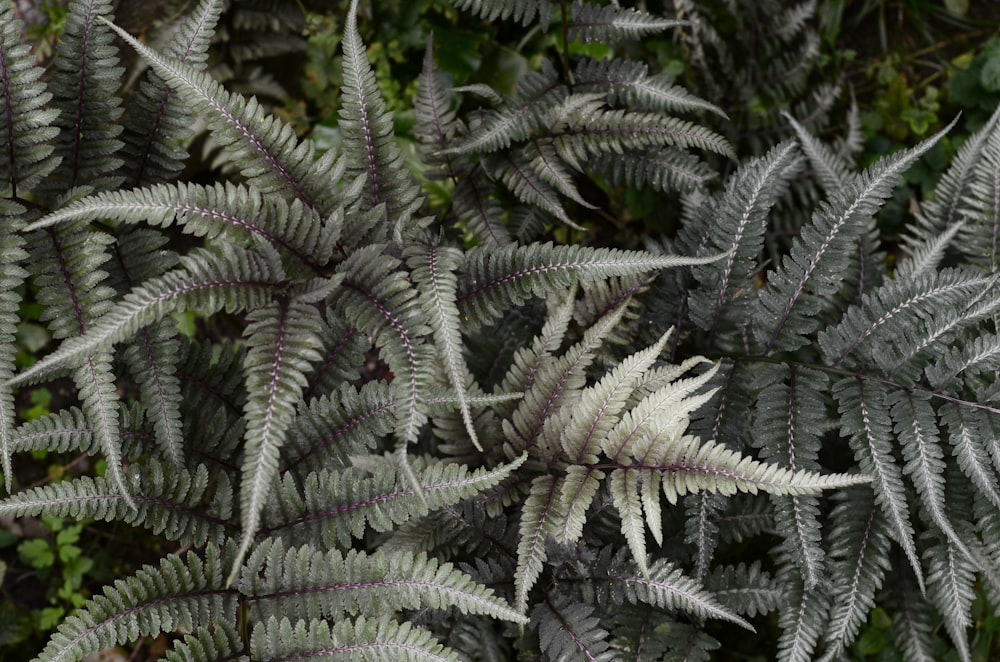 green leafed plants