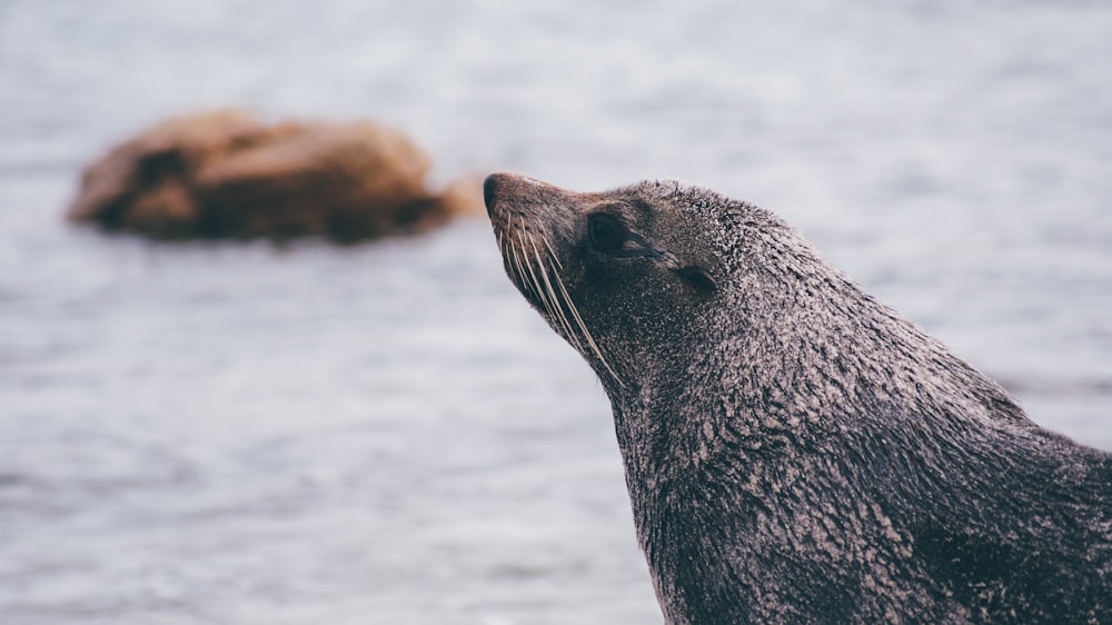 Selektive Fokusfotografie eines schwarzen Tieres in der Nähe eines Gewässers