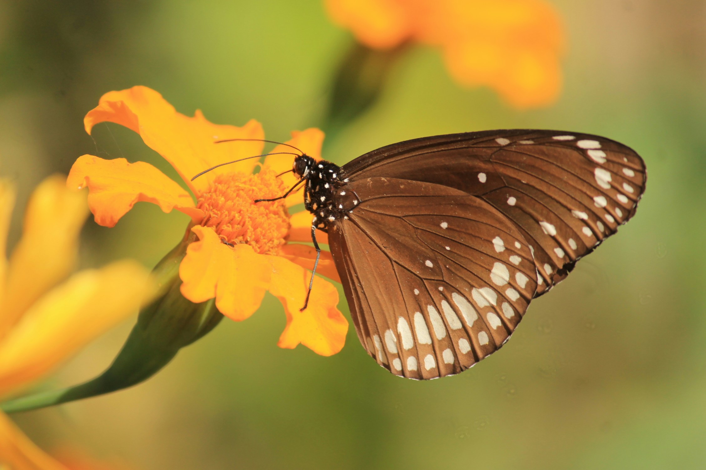 Free Unsplash photo from Indrajit Dutta