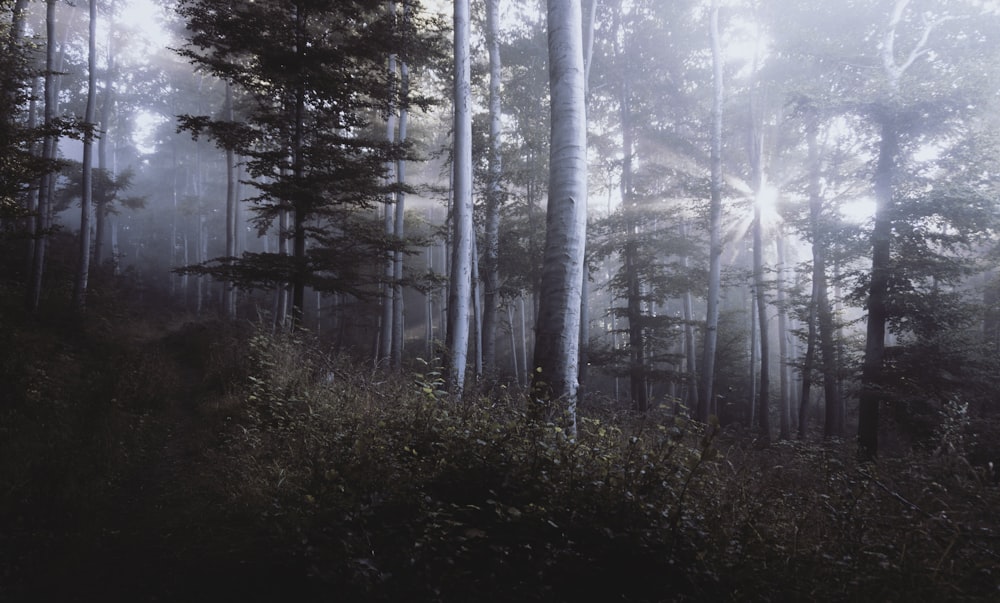 fotografia di paesaggio della foresta