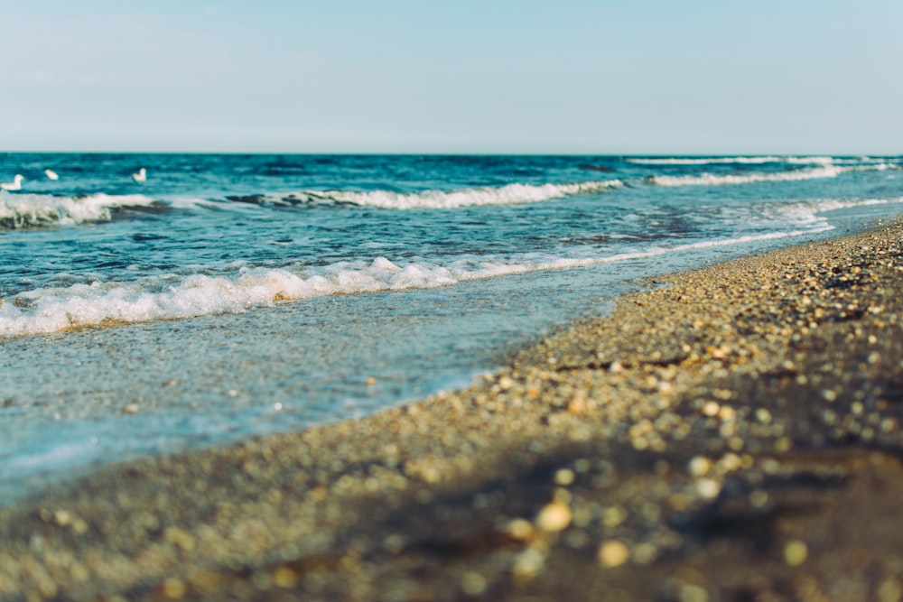 selective focus photography of seashore