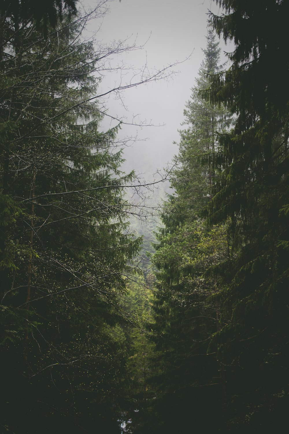 pine trees under cloudy sky