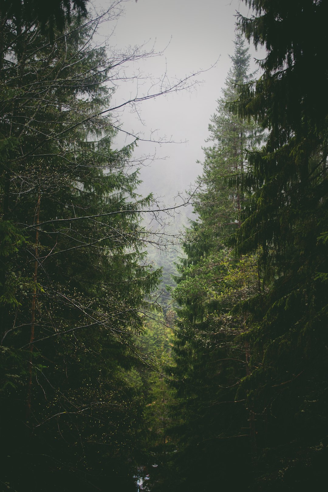 Forest photo spot Belianska Cave Jasov