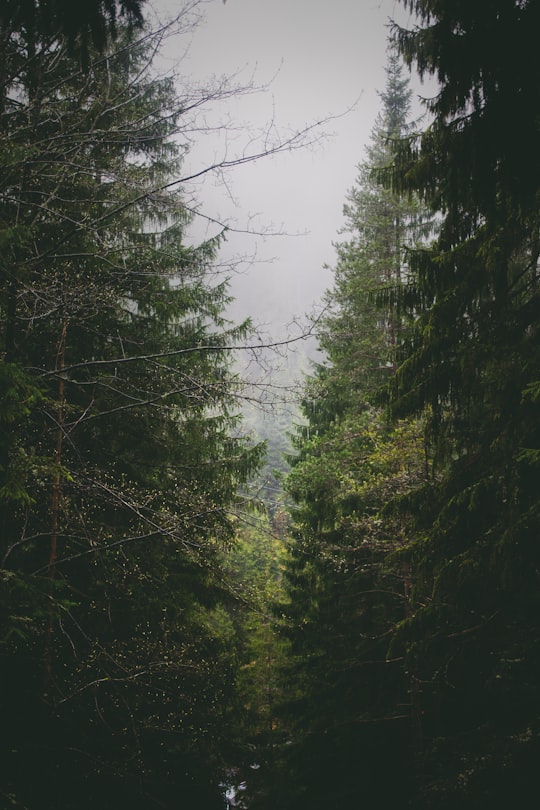 pine trees under cloudy sky in Belianska Cave Slovakia