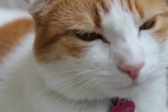 Close-up of a pet collar with a sleek orange and black NFC tag attached.