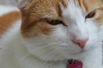 Close-up of a cat with a personalized collar looking curious and content.