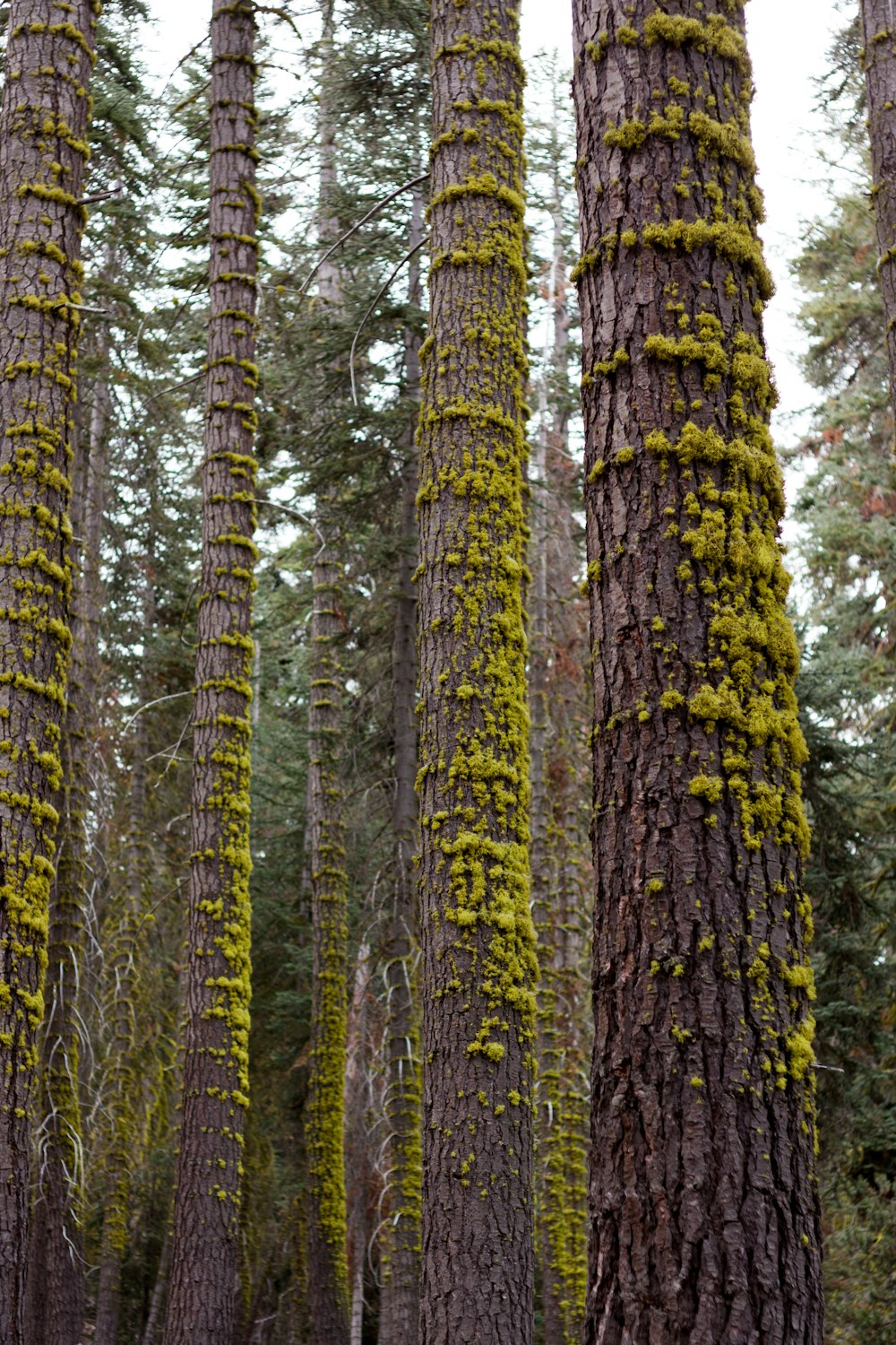 tree trunks