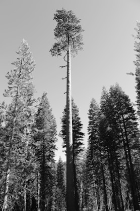 grayscale photo of trees during daytime
