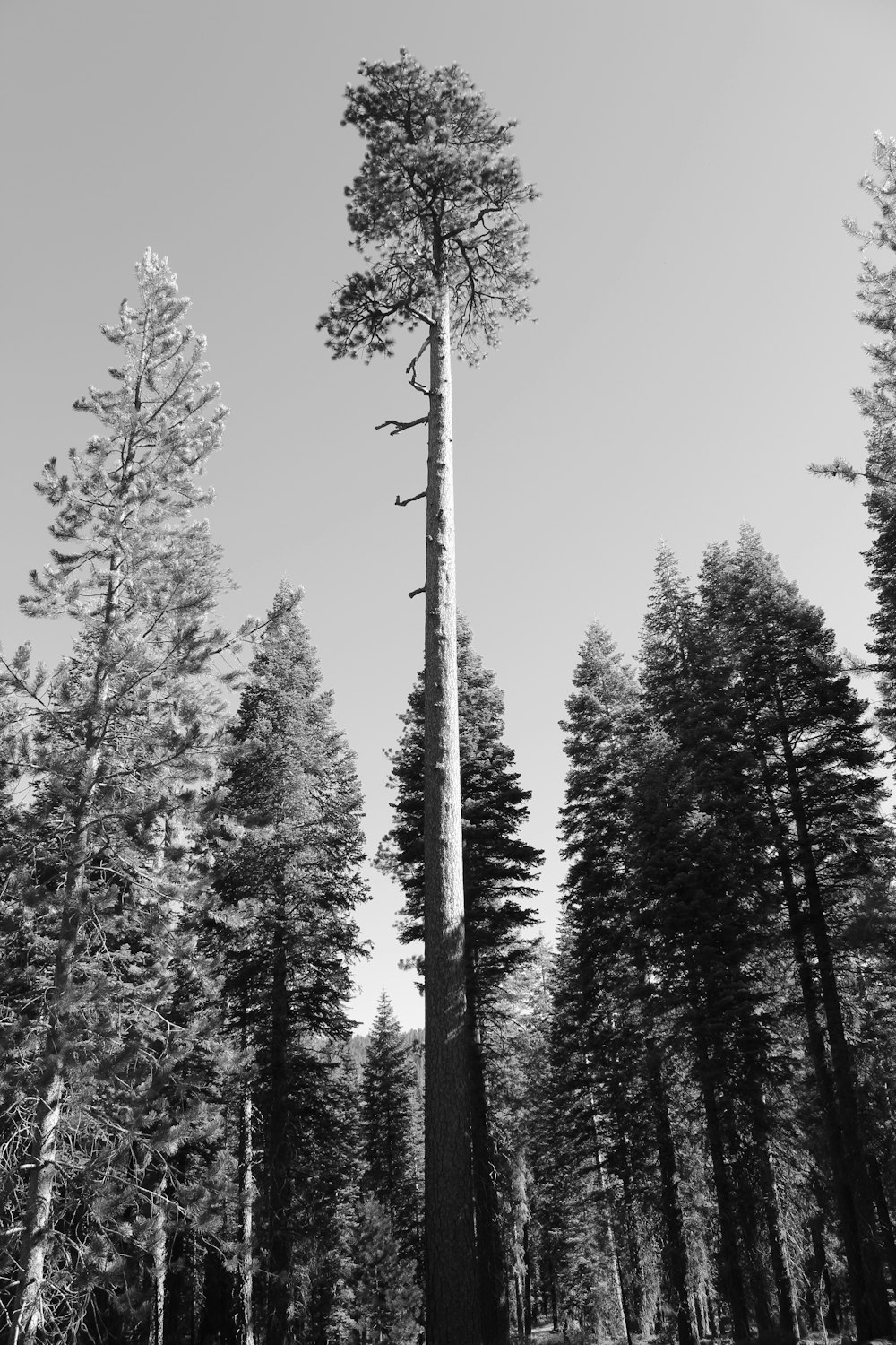 낮 동안의 나무의 회색조 사진