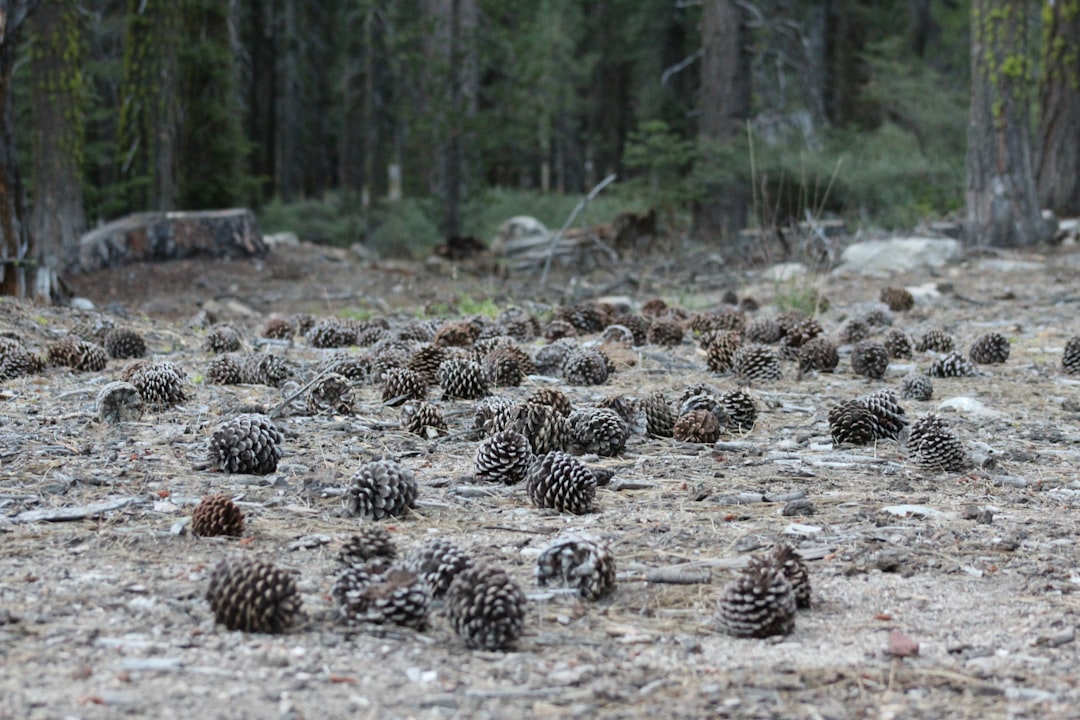 pine cone lot on ground