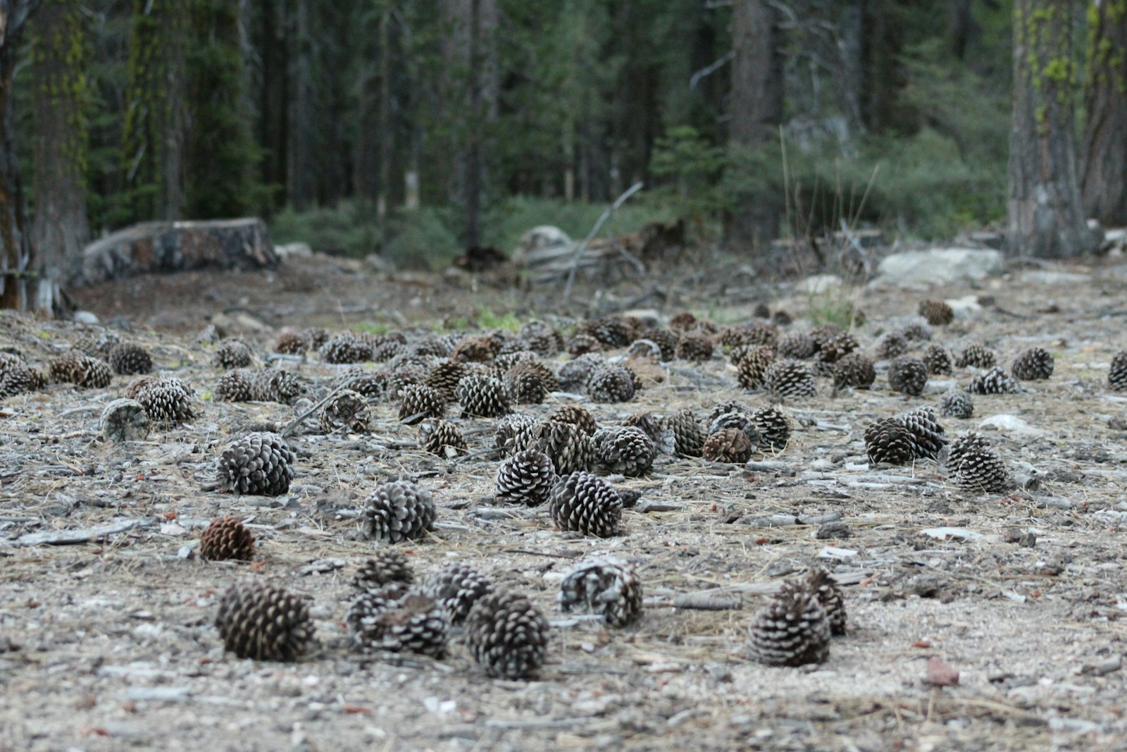 Canon EF 75-300mm f/4-5.6 sample photo. Pine cone lot on photography