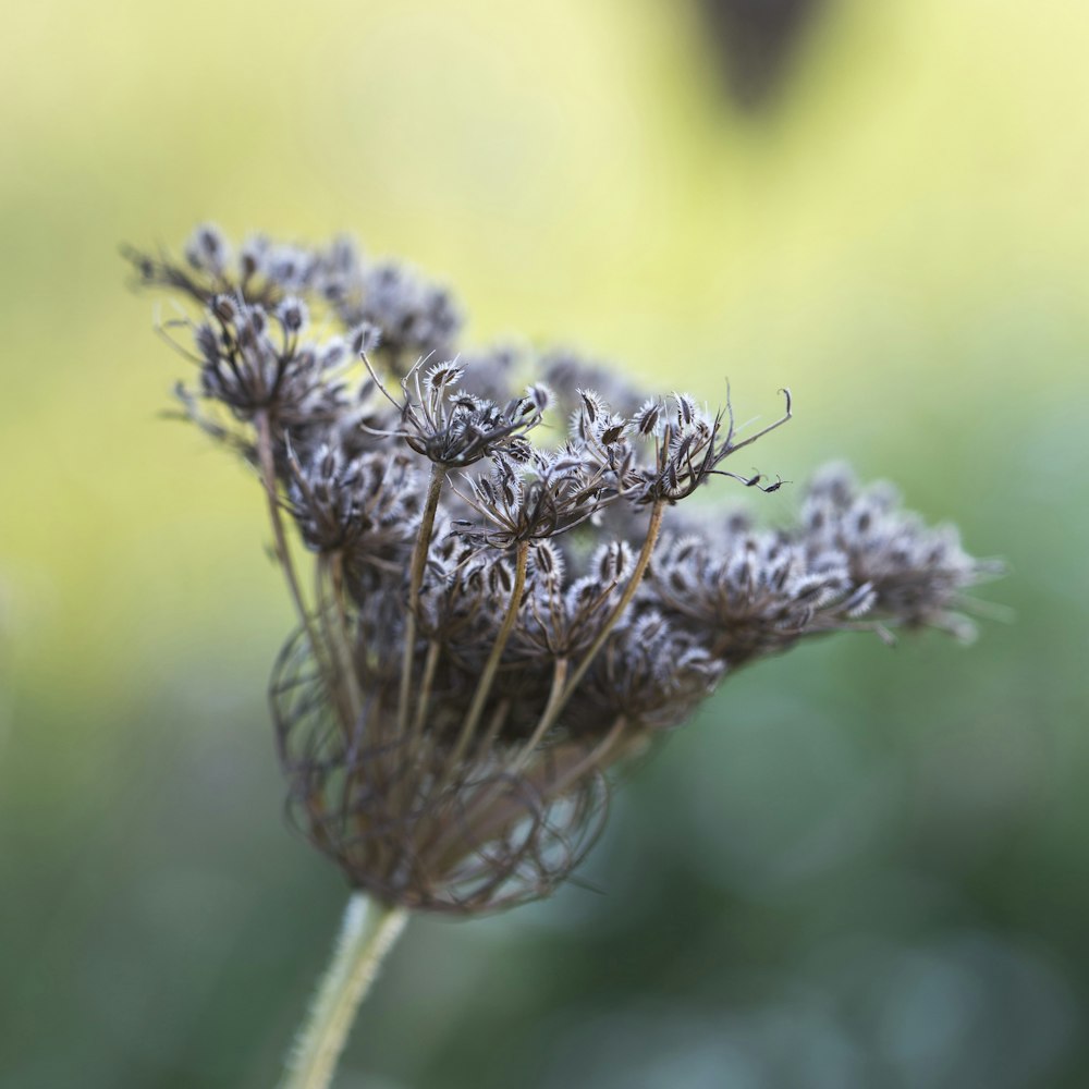 fleur brune et blanche dans la photographie à l’objectif macro