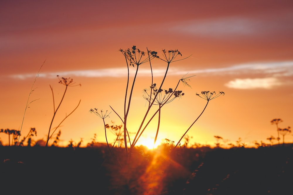 silhouette of plant