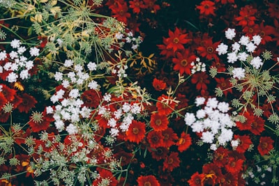 close up photo of garden flora google meet background