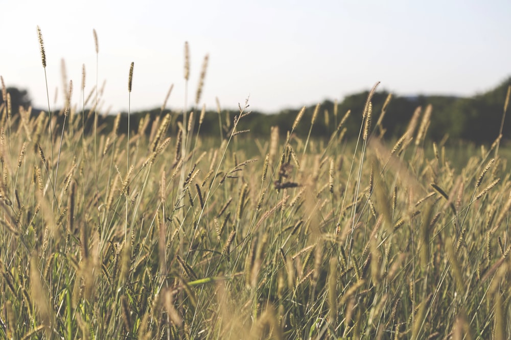 brown grass field during daytime