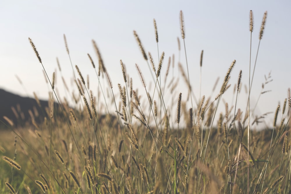 brown wheat field during daytime