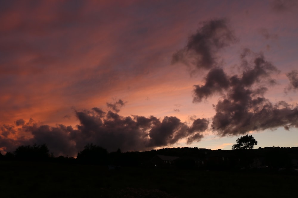 silhouette of trees during dawn