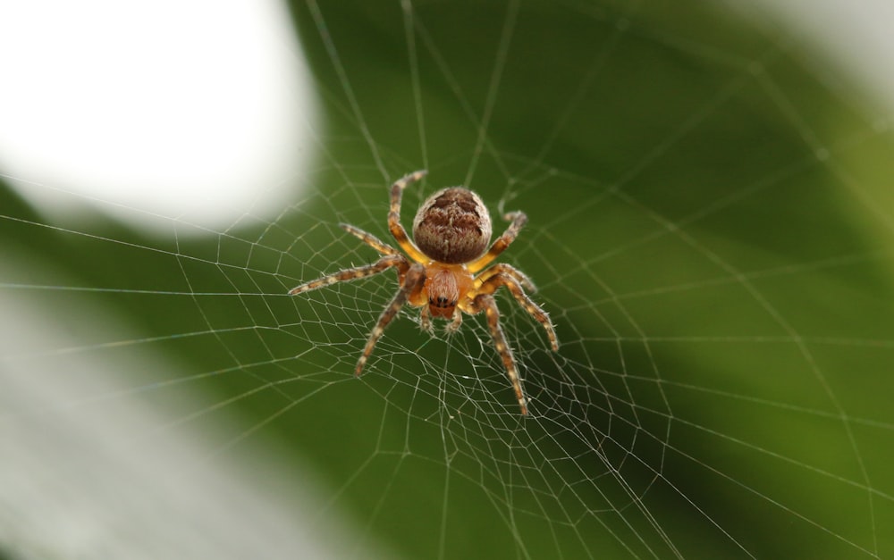 barn spider on cobweb closeup photography
