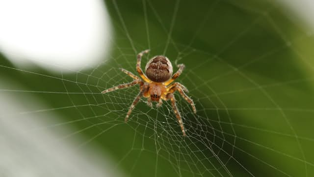 Spider