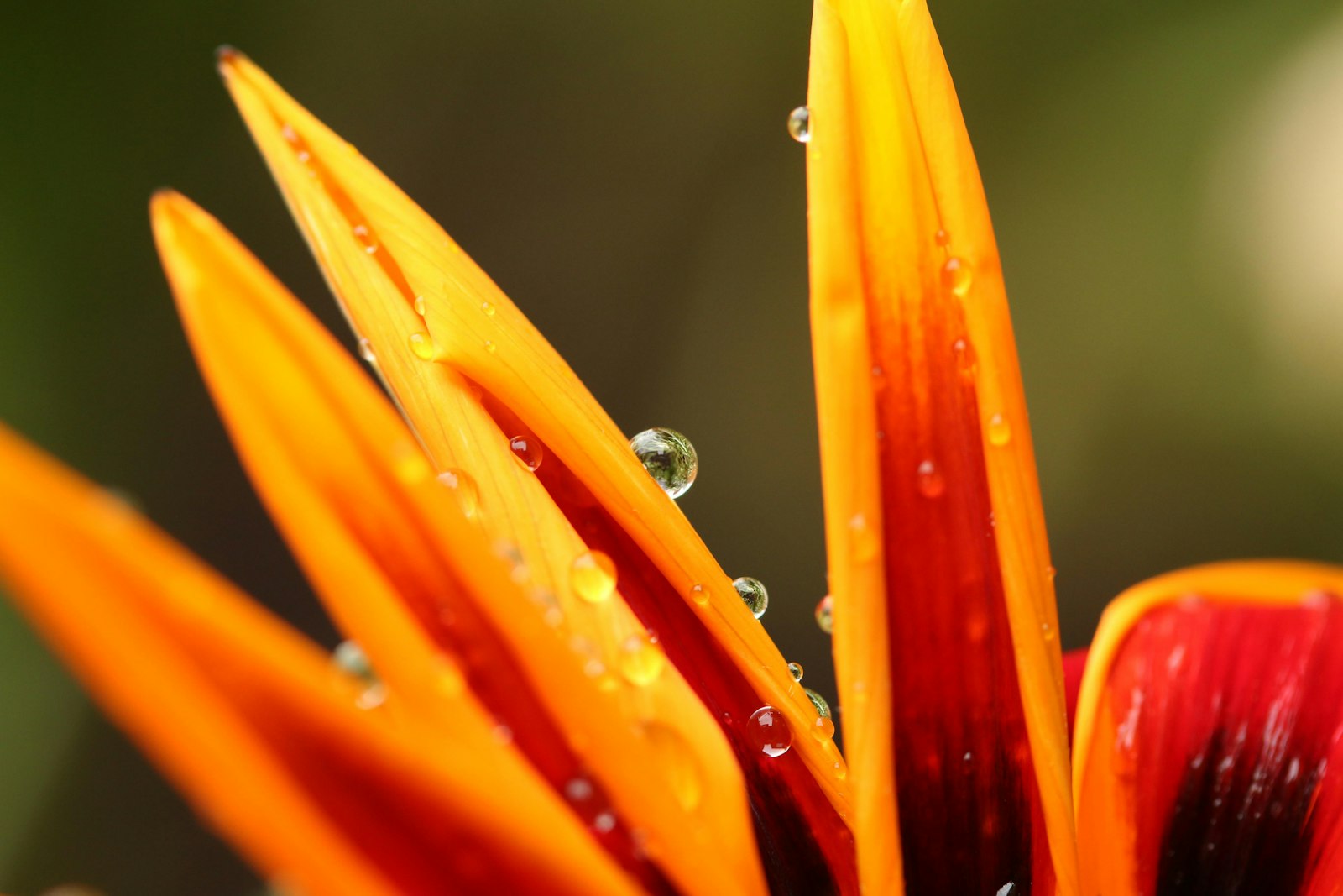 Canon EOS 70D + Canon EF-S 60mm F2.8 Macro USM sample photo. Close-up photo of dew photography