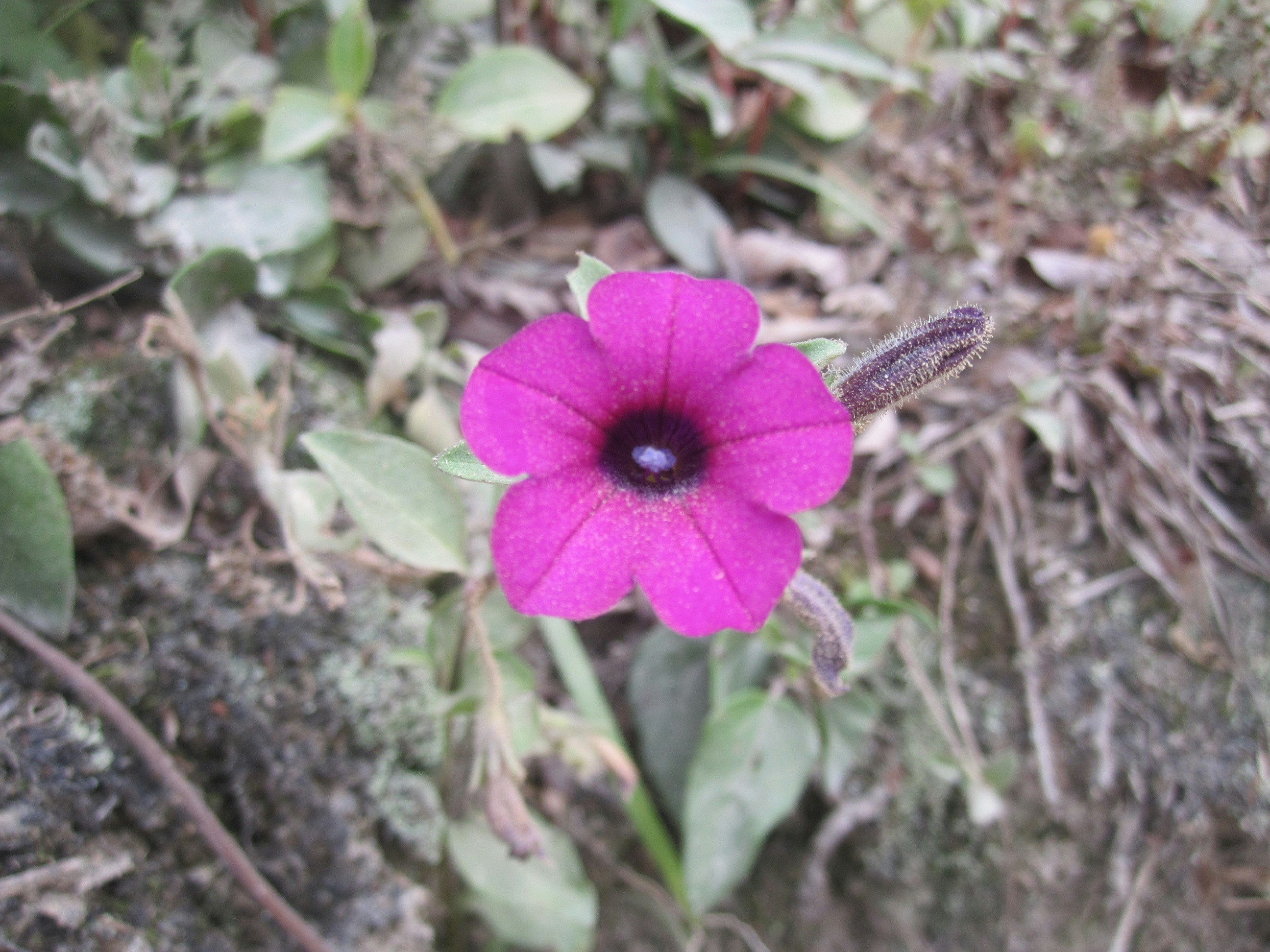 Free Unsplash photo from Jhasuá Rodrigues