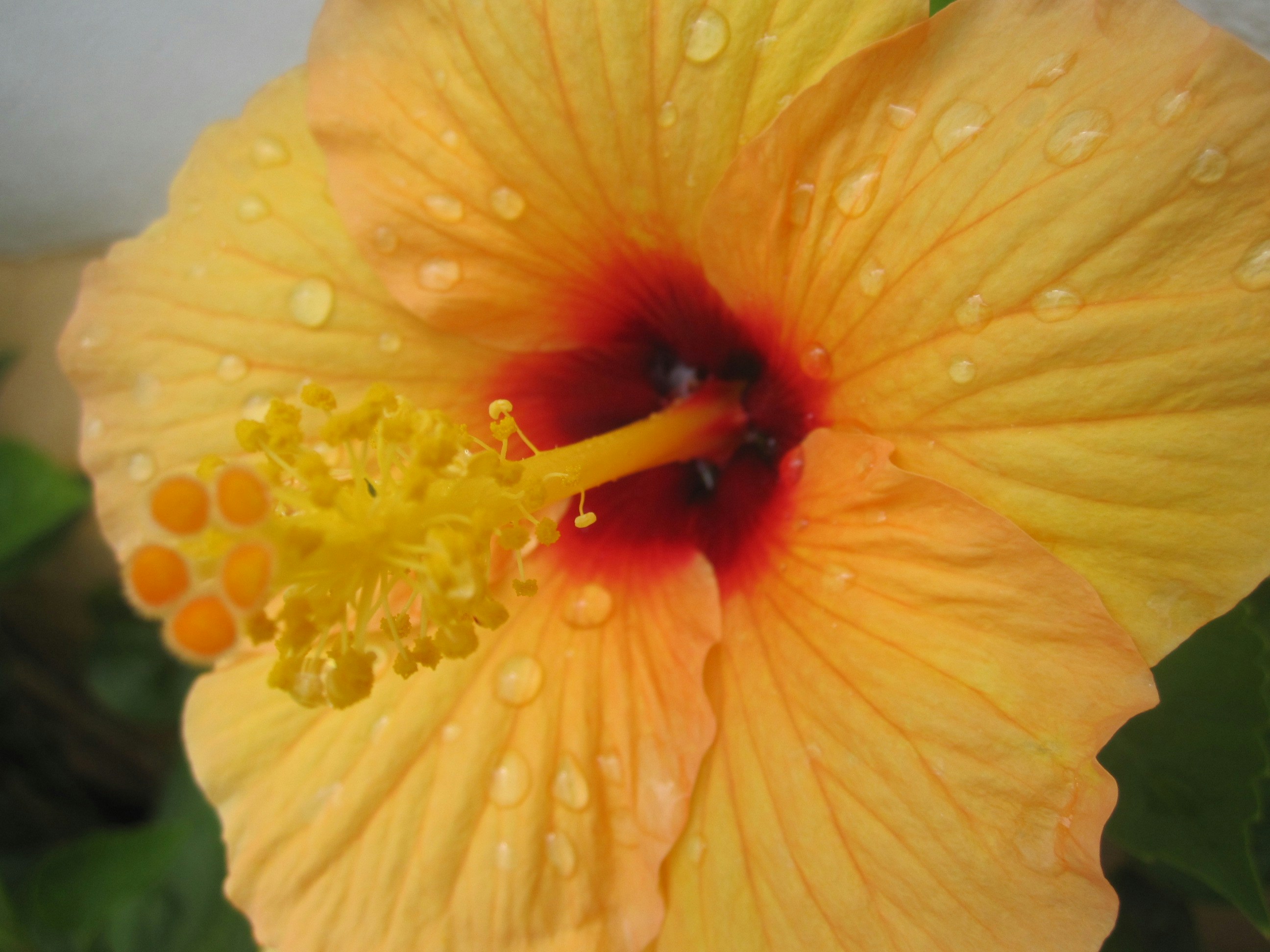 Free Unsplash photo from Jhasuá Rodrigues