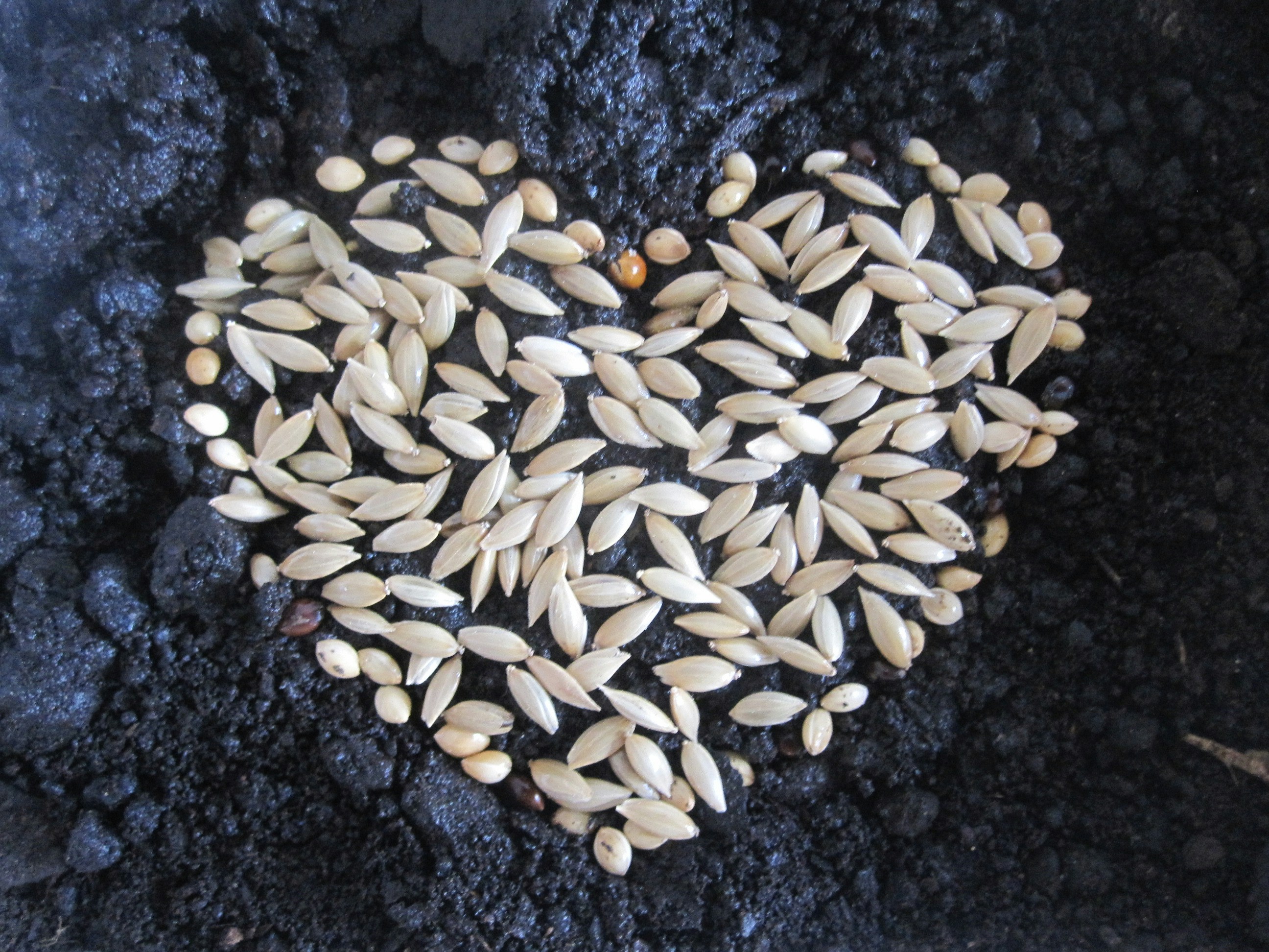 Free Unsplash photo from Jhasuá Rodrigues