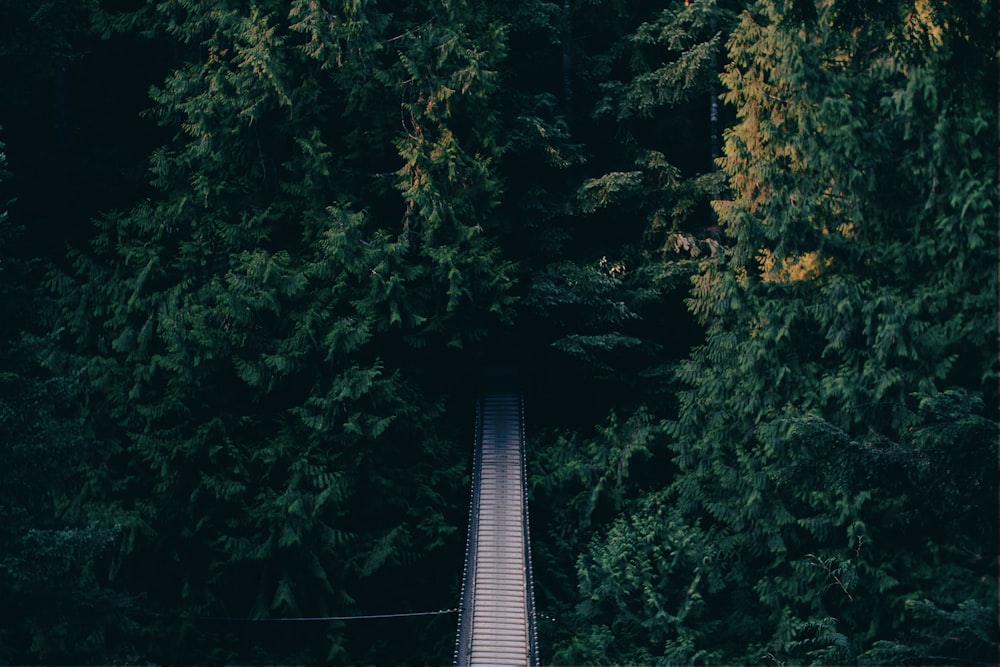 Fotografía aérea de un puente colgante cerca de los árboles