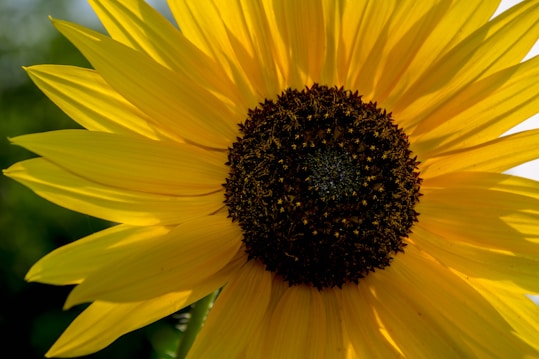 A vibrant sunflower with bright yellow petals radiating from its dark brown center. The petals contrast sharply with the rich blue sky and lush green background, giving the image a lively and refreshing feel.