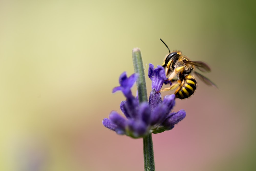 selective focus photography of bee on purple petaled flower