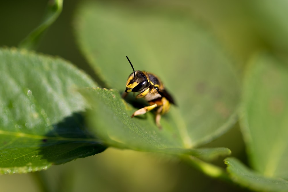 selective focus photography of yellow and black bumblebee on leaf