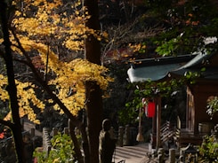 Peaceful Korean temple surrounded by autumn foliage and soft sunlight