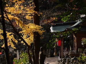 Peaceful Korean temple surrounded by autumn foliage and soft sunlight