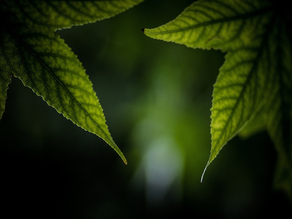 folha verde