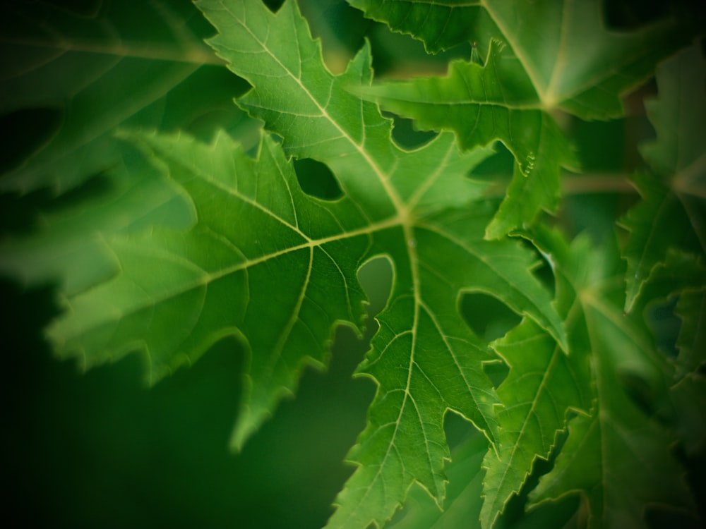 green leaves