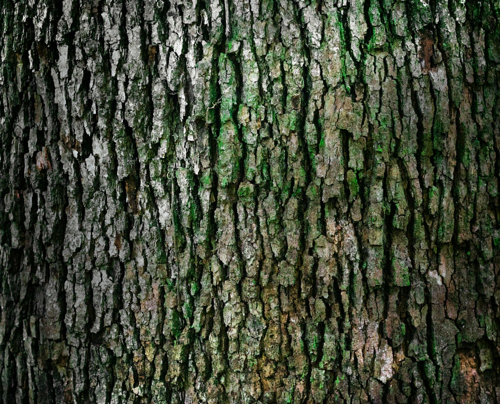 tree bark  Tree bark, Tree bark image, Nature tree