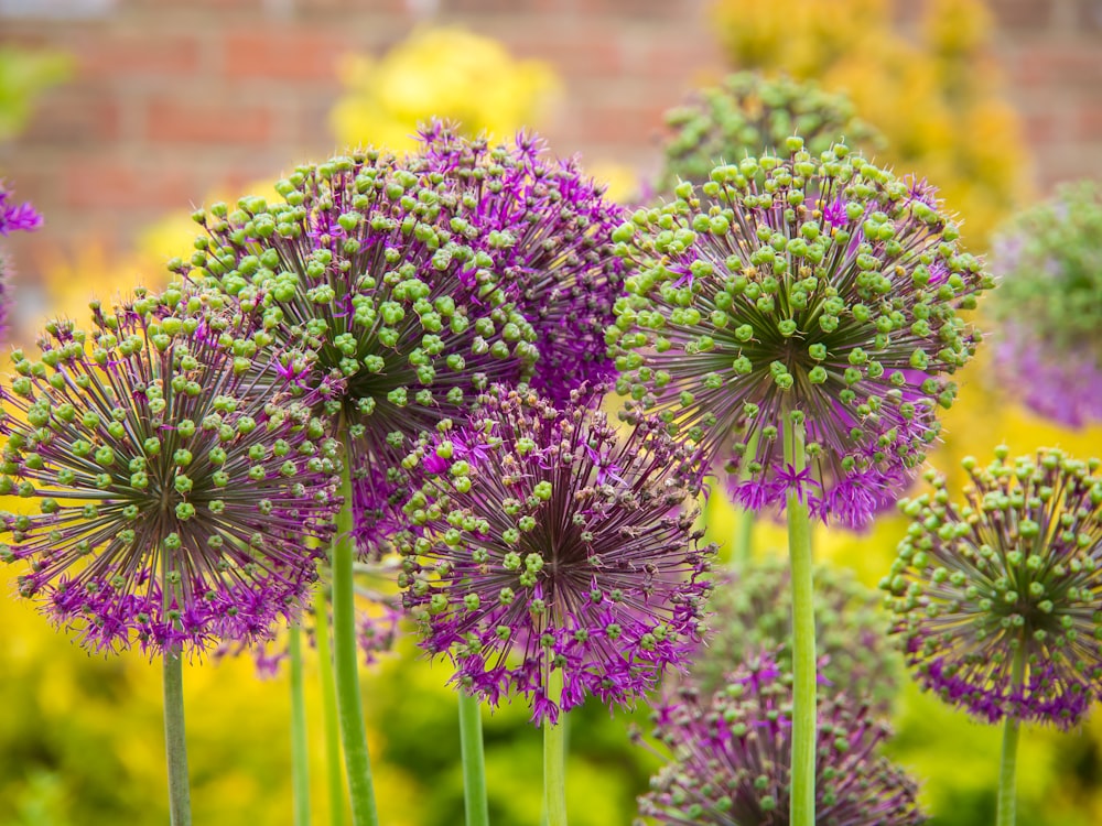 selective focus photography of purple petaled flower