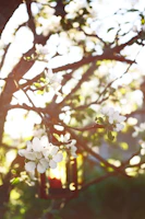 Sunlight filtering through leaves onto a row of handcrafted soy wax candles.