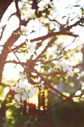 Whimsical garden decorations hanging from tree branches under soft sunlight.