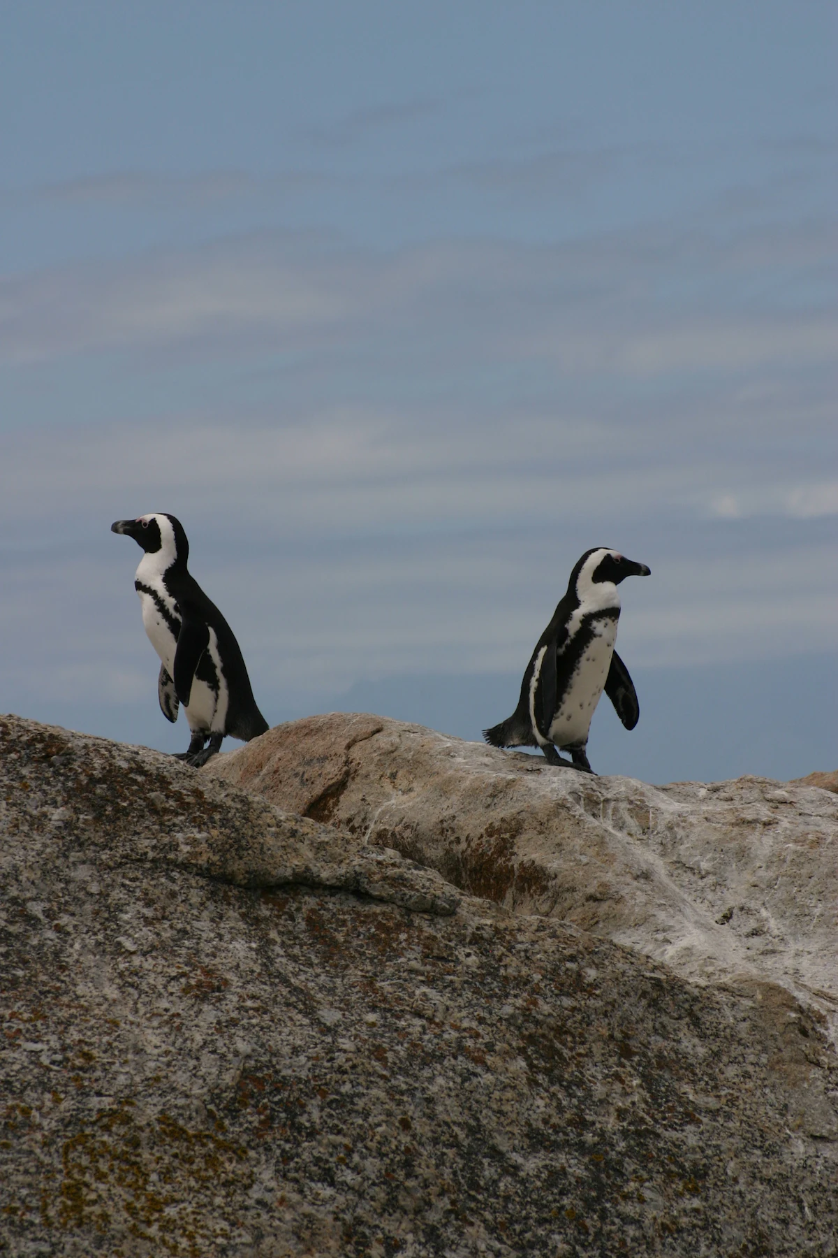Boulders Penguin Colony